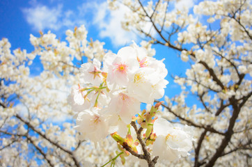white cherry blossom with good weather