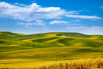 Summer in Palouse Washington during canola bloom