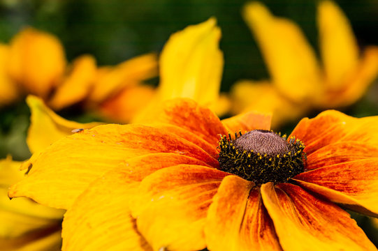 The Gloriosa Daisy