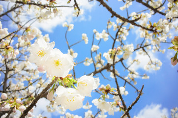 White cherry blossoms with blue sky background