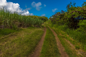 Fototapeta na wymiar Off-road tracks through the sugar cane growing on the Atlantic coast of Barbados