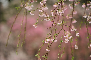 Fototapeta na wymiar Branches of pink cherry blossoms