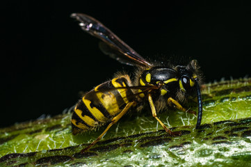 The common wasp