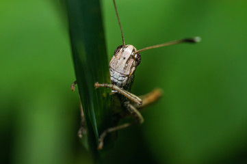 two-colored grasshopper