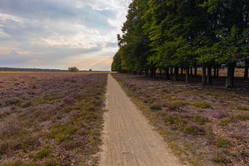 Fototapeta na wymiar Beautiful road between the purple heather. Purple Heather on Planken Wambuis in the Netherlands. This is part of the veluwe. 
