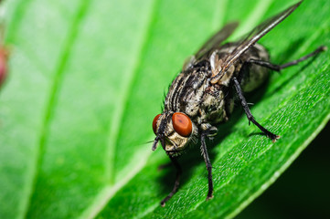 The flesh-fly