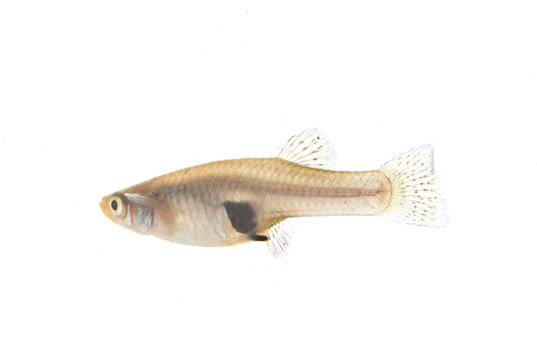 Mosquitofish in studio