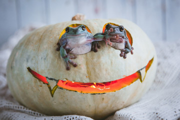 Amazing australian green frogs with Halloween pumpkin