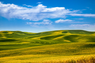 Summer in Palouse Washington during canola bloom