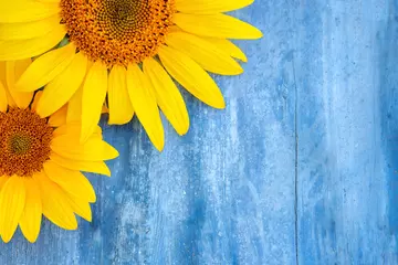 Rolgordijnen bright sunflower flowers with yellow petals on a wooden background, old wood texture, blue table, layout for design, free space, © Leka