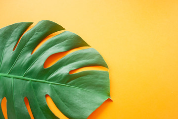 Fototapeta na wymiar Monstera leaf background. Tropical jungle palm leaves on orange background. Copy space. summer minimal background flat lay, view from top