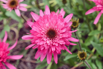 Obraz premium Pink Echinacea purpurea 'Southern Belle' coneflower in bloom in the summer months