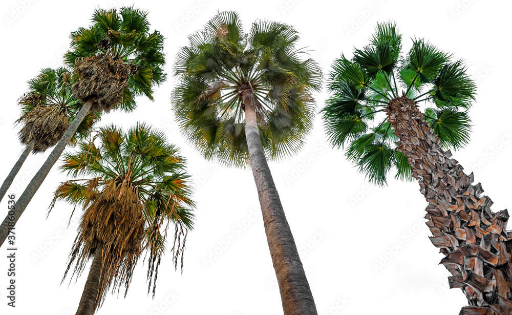 Wall mural palms isolated on white