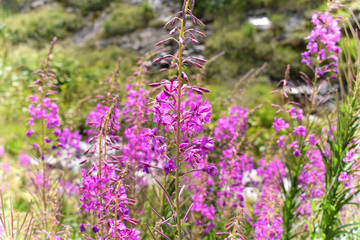 Alpine mountain flowers, Gelmer, Switzerland.