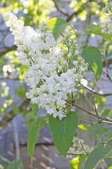 a branch of white flowering varietal lilac