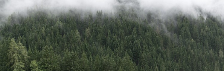 Misty Forest Panorama