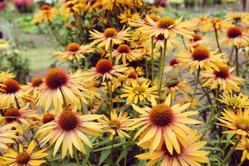 Orange Echinacea 'Big Kahuna' corn flower in  flower during the summer months