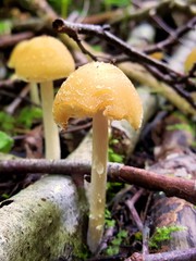 A gentle mushroom of the genus Psathyrella with a broken cap and a pronounced white coating on it in its natural mixed forest environment.
