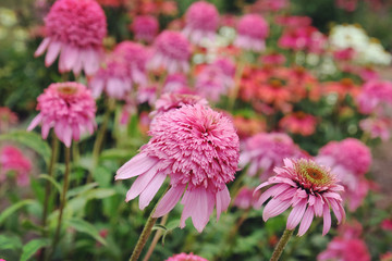 Pink Echinacea purpurea 'Razzamatazz'  coneflower in bloom in the summer months