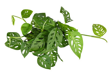Top view of tropical 'Monstera Acuminata' or Swiss cheese vine houseplant isolated on white...