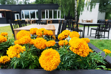 Outdoor cafe decorated with fresh orange flowers. Focus on foreground, blurred background.