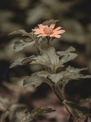 sunflower in the garden, small sunflower grown in garden area,