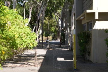green bush, sidewalk and building 
