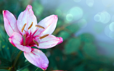 Obraz premium Pink lily shot in beautiful natural light isolated on blur background.