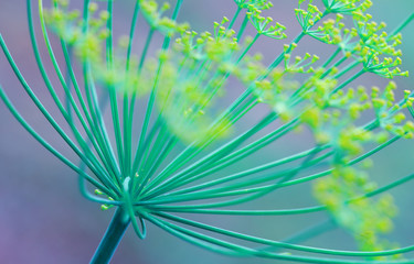Close up of blooming dill flowers isolated on blurred background.