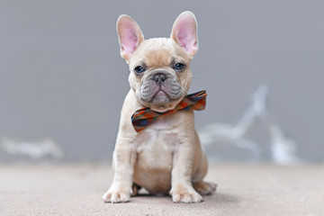 Cute small 7 weeks lilac fawn colored French Bulldog dog puppy wearing a bow tie sitting in front of gray wall