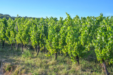 Vignoble alsacien