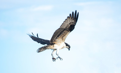 Osprey