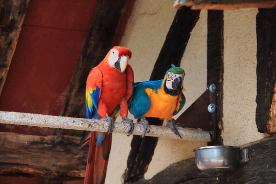Au resto des perroquets !
