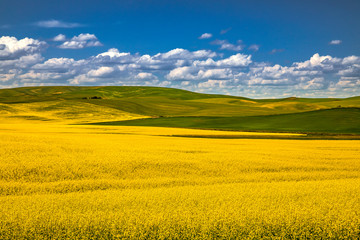 Summer in Palouse Washington during canola bloom