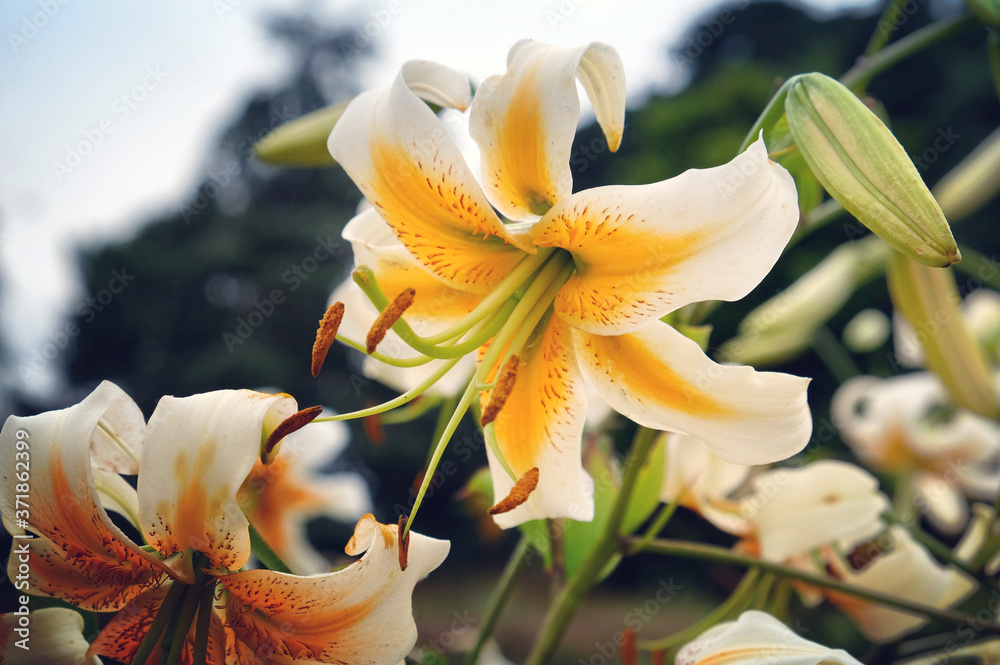 Wall mural 'lady alice' white and yellow lily in bloom in the summer months