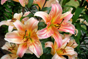 'Zelmira' peach lily in bloom in the summer months