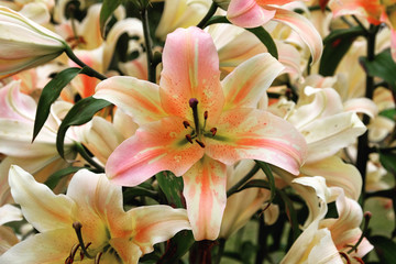 'Zelmira' peach lily in bloom in the summer months