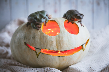 Amazing australian green frogs with Halloween pumpkin