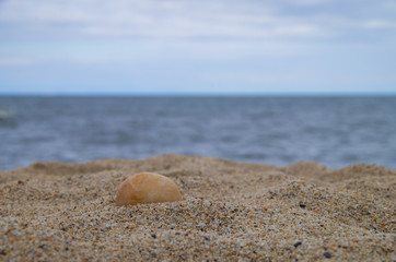 Seashells on Sand on the Beach
