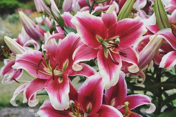 'Flashpoint' deep pink and white  lily in bloom in the summer months