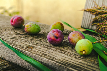 Plum on a bench in the village