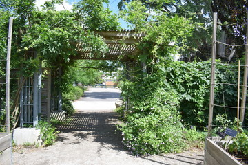 garden in the garden