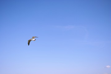 seagull flying in the sky