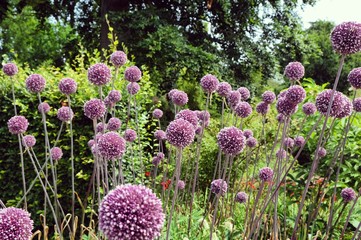 Allium 'summer drummer' in bloom in the summer months