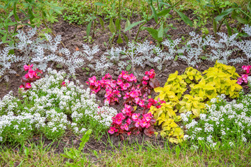 Bright summer flower bloomed in a botanical greenhouse