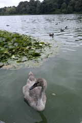 Obraz premium swans on the lake