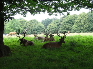 deer in the park