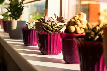 House plants on window. Cacti and succulents grow in pots. The concept of home comfort and growing flowers at home.