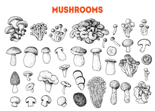 Edible mushrooms hand drawn sketch. Vector illustrations collection. Hand drawn food. Vintage mushrooms sketch. Organic food. Forest mushrooms. Vintage mushrooms background. Healthy food illustration.