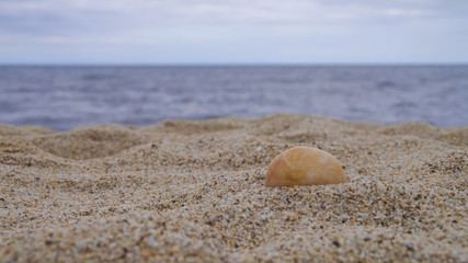 Fototapeta na wymiar Seashells on Sand on the Beach